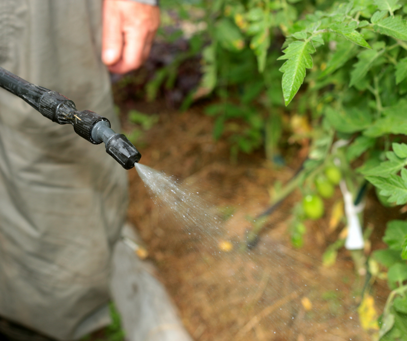 When is It Time to Spray for Mosquitoes?